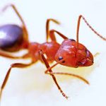 הדברה ירוקה נמלים